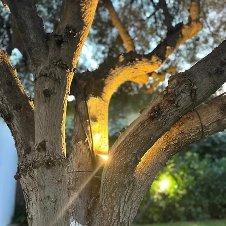 Olive Treehouse Ferienhaus