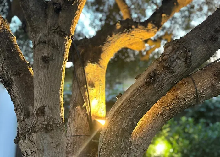 Olive Treehouse 度假居