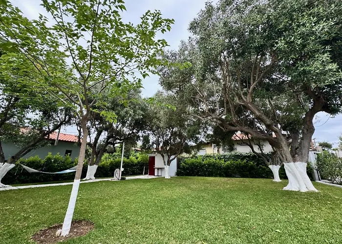 Olive Treehouse * 尼坡帝