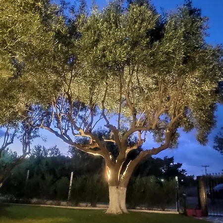 Olive Treehouse